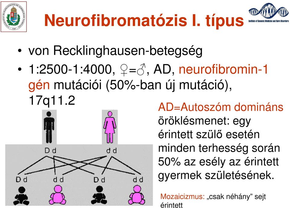 mutációi (50%-ban új mutáció), 17q11.