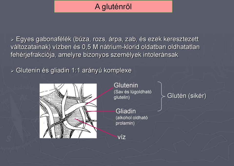 fehérjefrakciója, amelyre bizonyos személyek intoleránsak Glutenin és gliadin 1:1