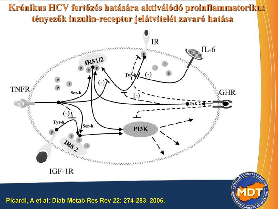 inzulin-receptor jelátvitelét zavaró