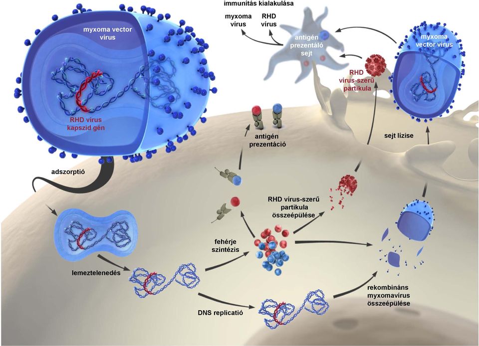prezentáció sejt lízise adszorptió RHD -szerű partikula összeépülése