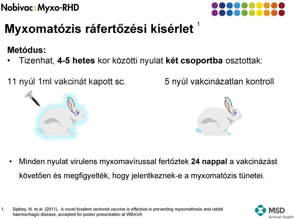 5 nyúl vakcinázatlan kontroll Minden nyulat virulens myxomasal fertőztek 24 nappal a vakcinázást követően és