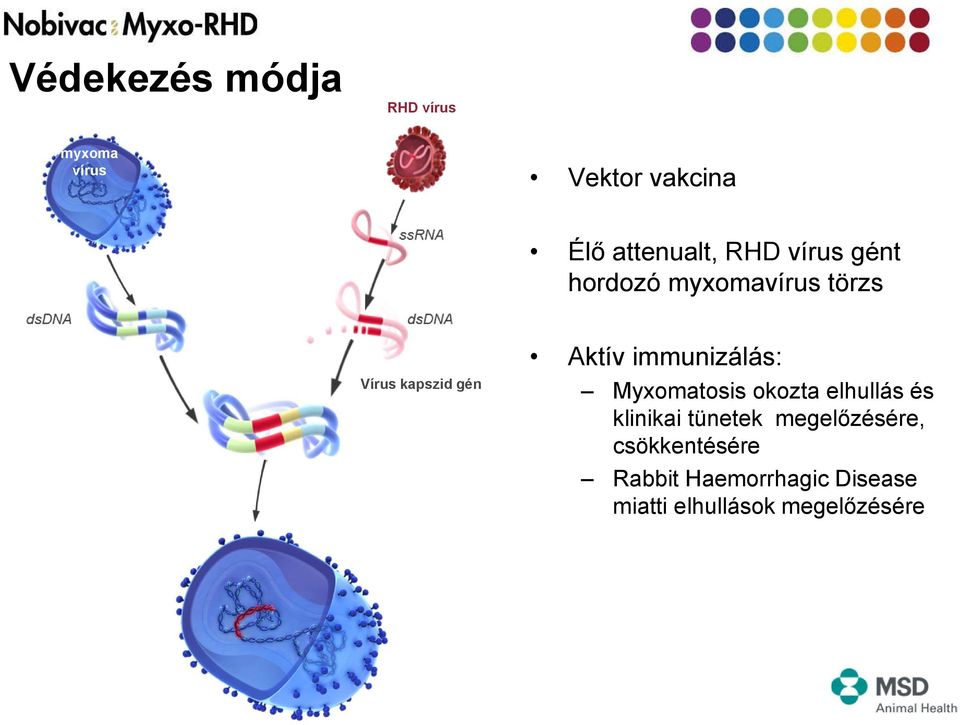 Myxomatosis okozta elhullás és klinikai tünetek megelőzésére,