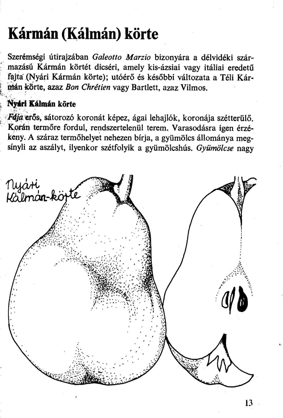 .i Kálmán körte :F:l}a.~erős, sátorozó koronát képez, ágai lehajlók, koronája szétterülő. Kptán terrnőre fordul, rendszertelenül terem.