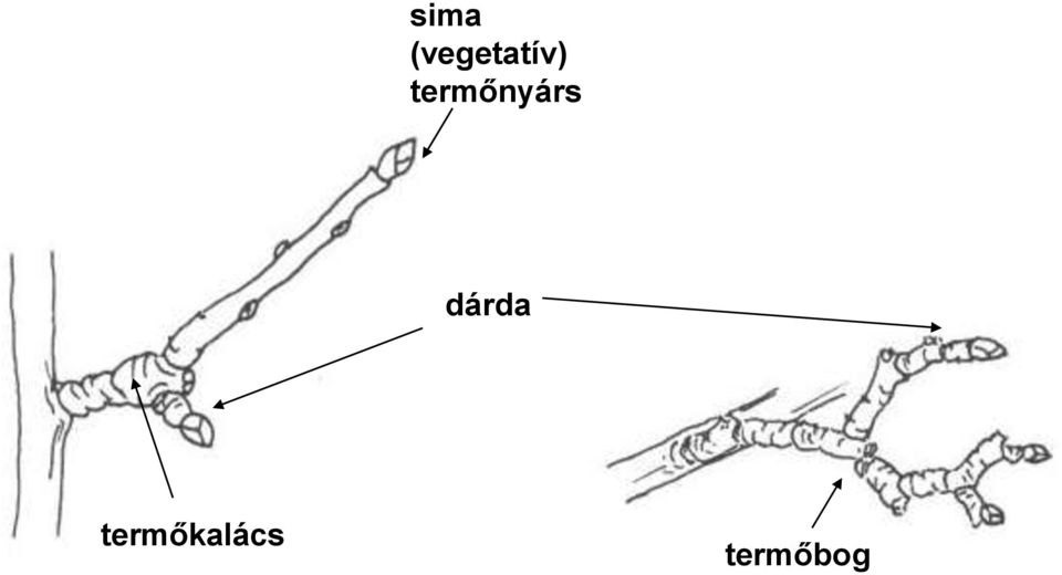 termőnyárs