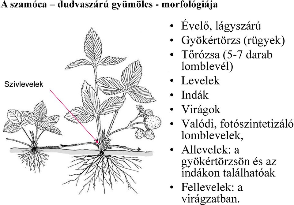 Levelek Indák Virágok Valódi, fotószintetizáló lomblevelek,