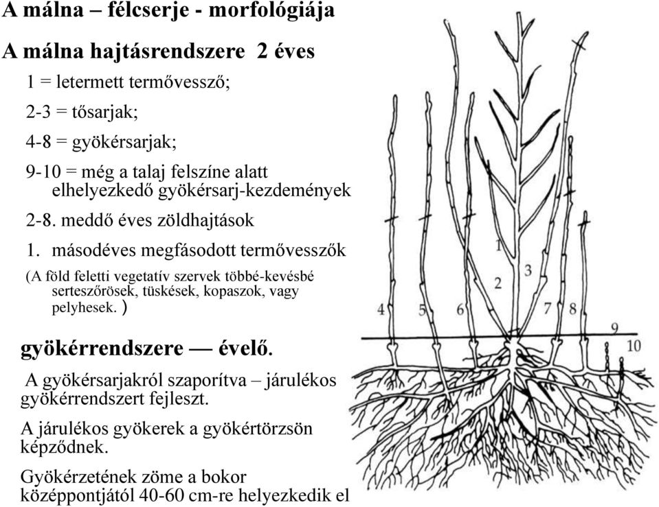 másodéves megfásodott termővesszők (A föld feletti vegetatív szervek többé-kevésbé serteszőrösek, tüskések, kopaszok, vagy pelyhesek.