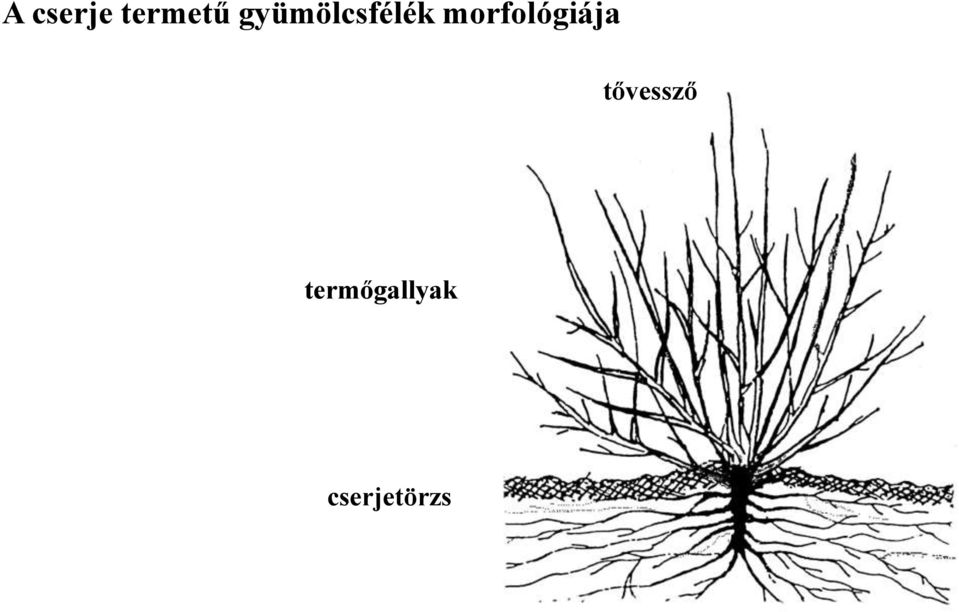 morfológiája