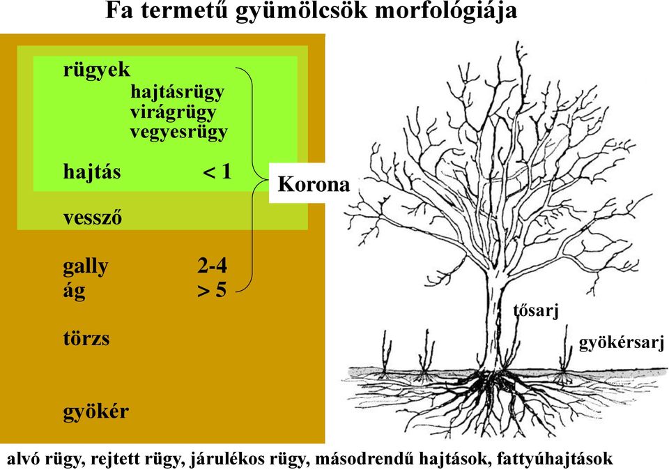 ág > 5 törzs tősarj gyökérsarj gyökér alvó rügy,