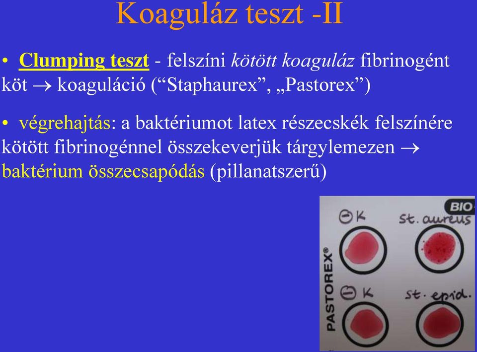 végrehajtás: a baktériumot latex részecskék felszínére kötött