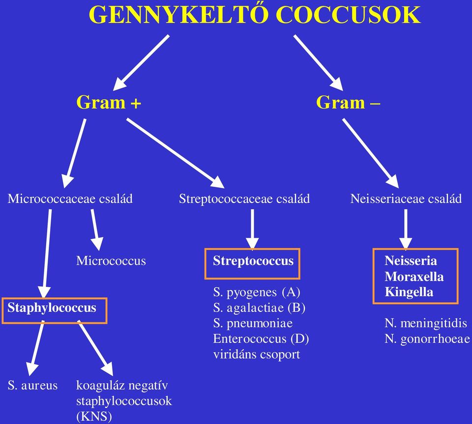pyogenes (A) Kingella Staphylococcus S. agalactiae (B) S. pneumoniae N.