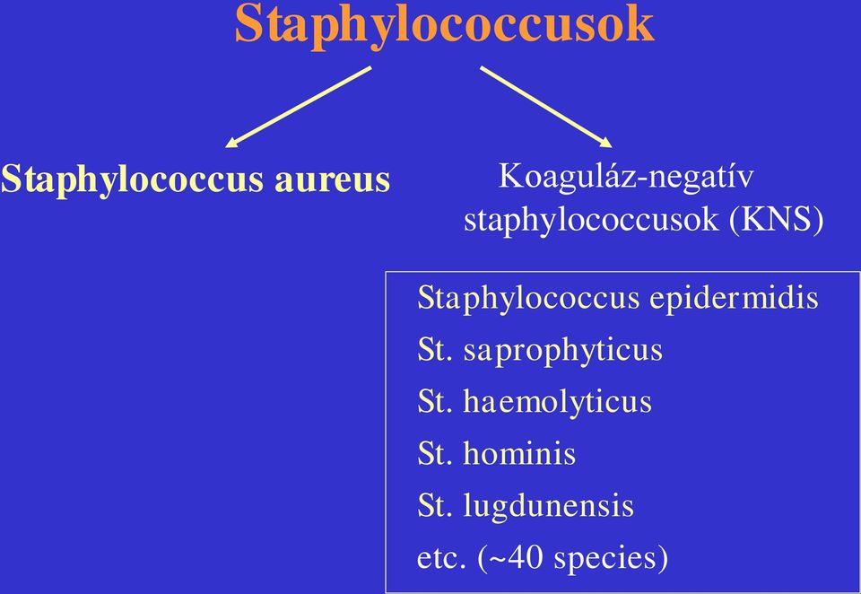Staphylococcus epidermidis St.