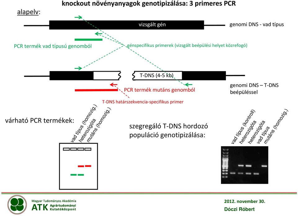 T-DNS beépüléssel várható PCR termékek: vad típus (homozig.) heterozigóta mutáns (homozig.