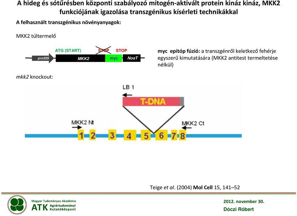 túltermelő pro35s mkk2 knockout: ATG (START) STOP STOP MKK2 myc NosT myc epitóp fúzió: a transzgénről