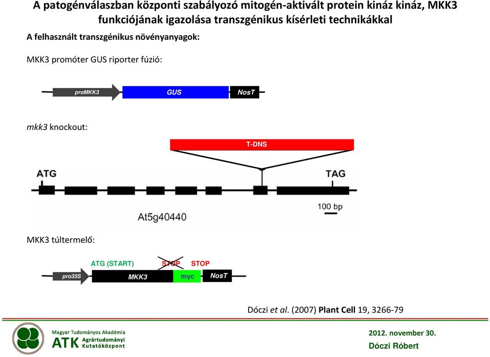 növényanyagok: MKK3 promóter GUS riporter fúzió: promkk3 GUS NosT mkk3 knockout: T-DNS