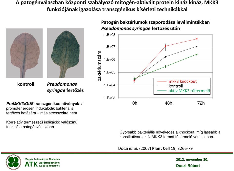 E+04 mkk3 knockout kontroll aktív MKK3 túltermelő ProMKK3:GUS transzgénikus növények: a promóter erősen indukálódik bakteriális fertőzés hatására más stresszekre nem Korrelatív