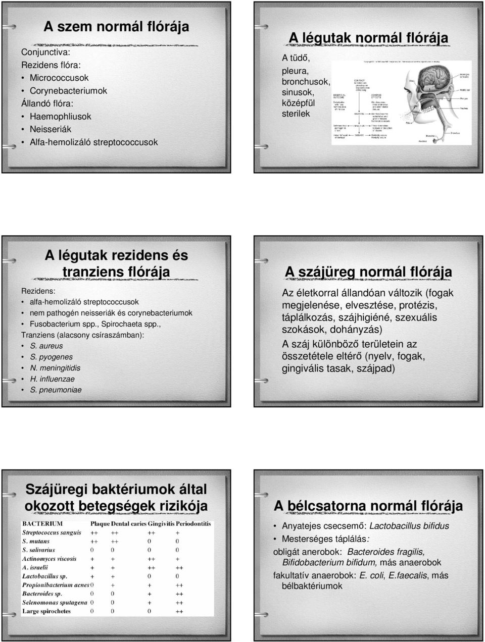 , Spirochaeta spp., Tranziens (alacsony csíraszámban): S. aureus S. pyogenes N. meningitidis H. influenzae S.