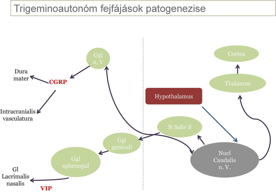 Intracranialis vasculatura N Saliv S Gl Lacrimalis