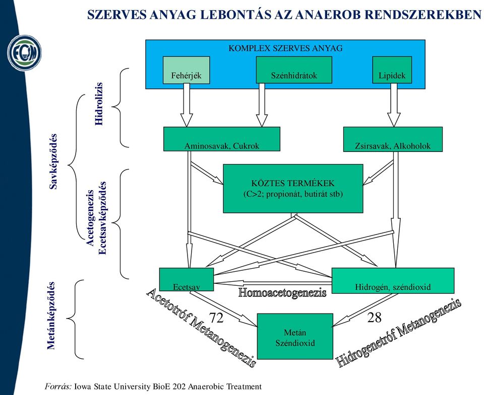 Cukrok Zsírsavak, Alkoholok KÖZTES TERMÉKEK (C>2; propionát, butirát stb) Ecetsav