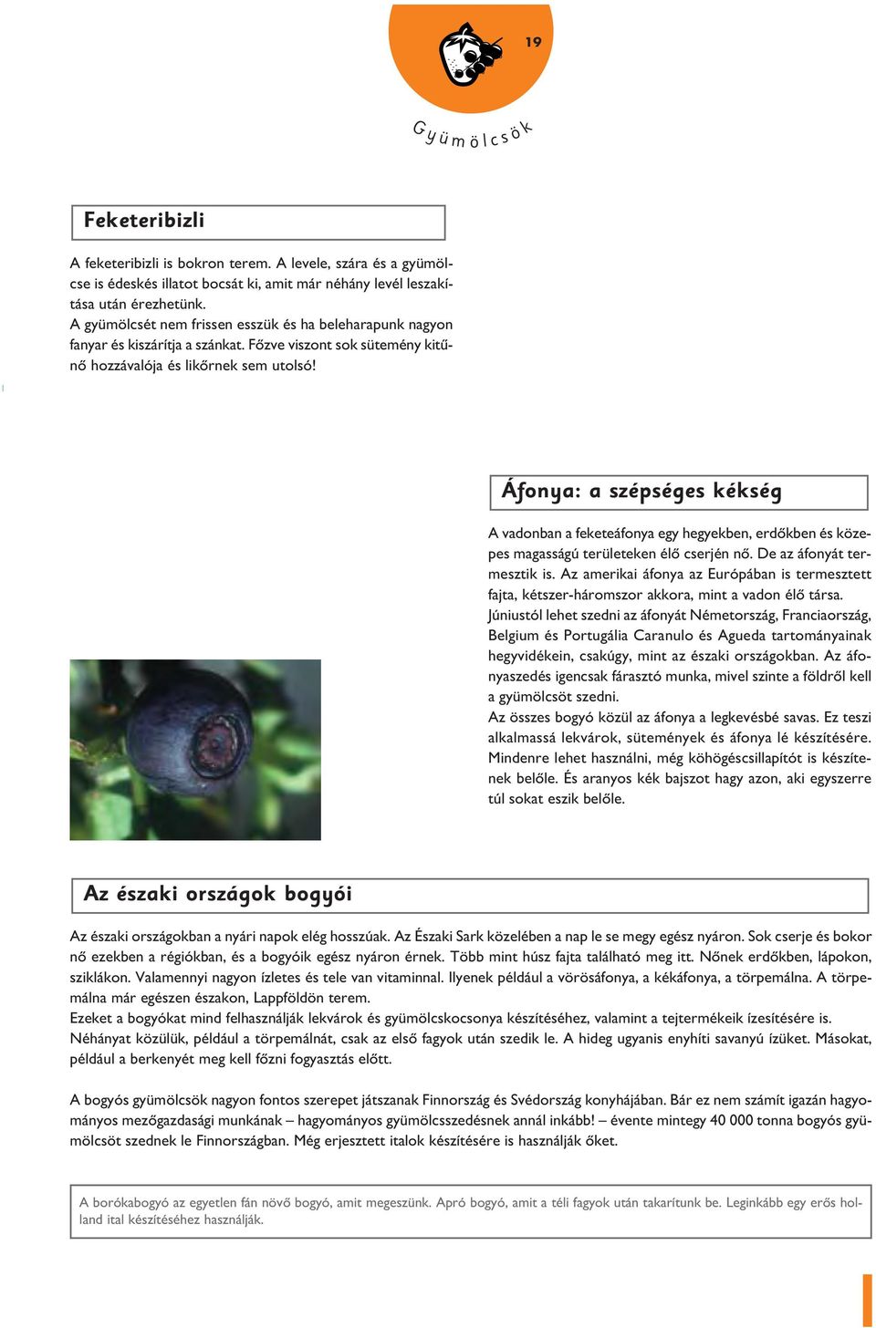 Áfonya: a szépséges kékség A vadonban a feketeáfonya egy hegyekben, erdôkben és közepes magasságú területeken élô cserjén nô. De az áfonyát termesztik is.