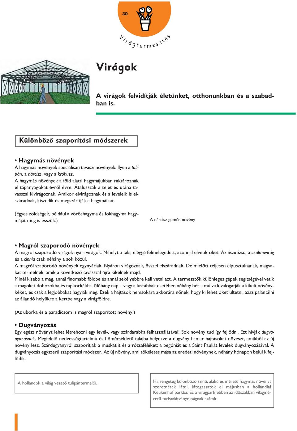 A hagymás növények a föld alatti hagymájukban raktároznak el tápanyagokat évrôl évre. Átalusszák a telet és utána tavasszal kivirágoznak.