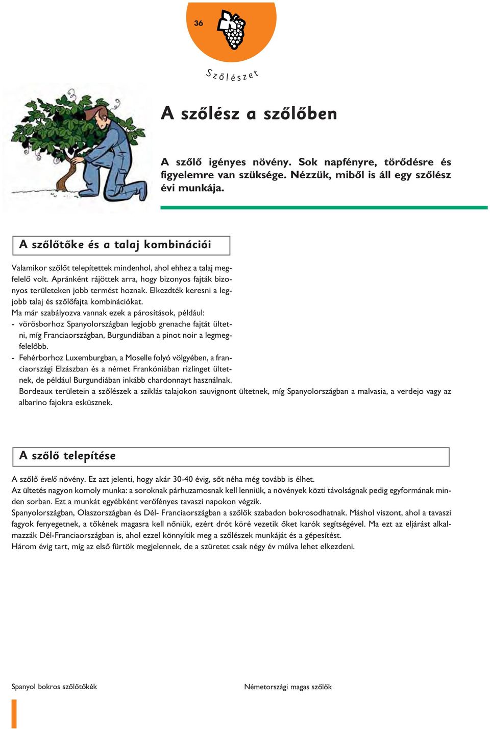 Elkezdték keresni a legjobb talaj és szôlôfajta kombinációkat.