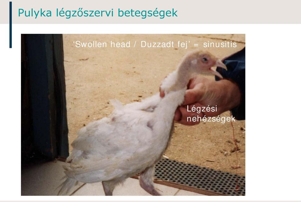 head / Duzzadt fej =