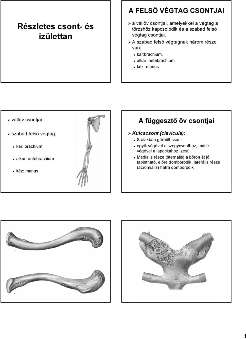 Részletes csont- és A FELSŐ VÉGTAG CSONTJAI. llöv v csontjai, amelyekkel a  végtag v és s a szabad felső végtag csontjai. van: vállöv v csontjai - PDF  Free Download