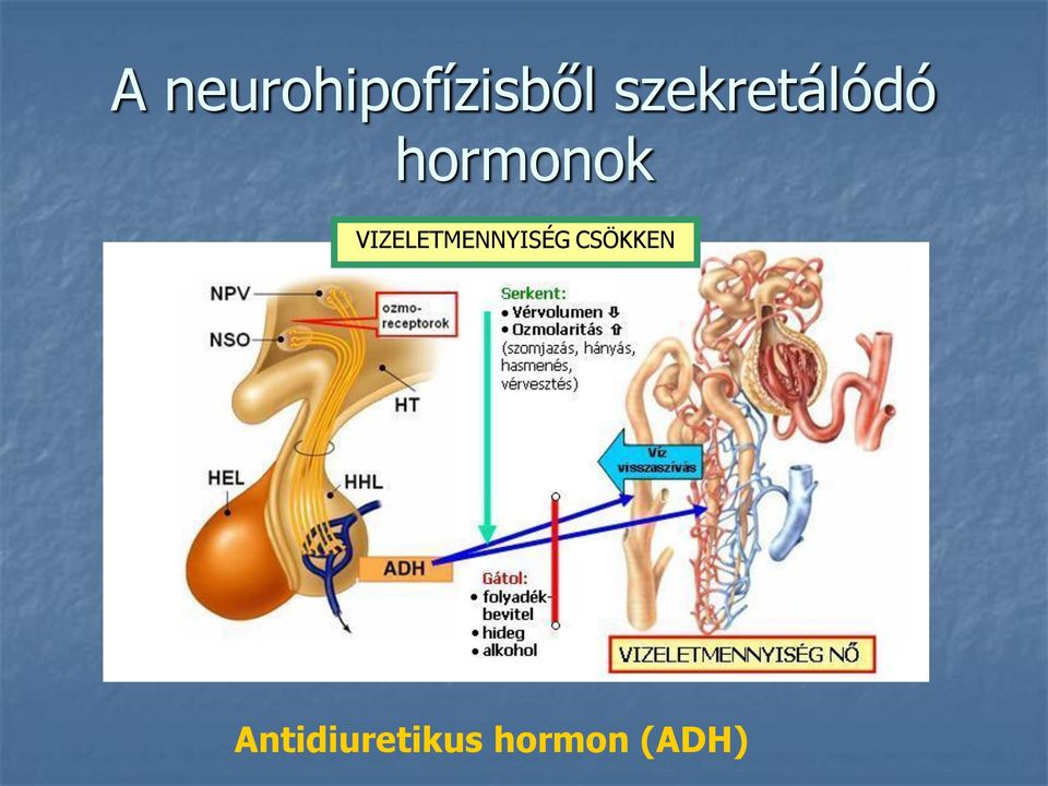 VIZELETMENNYISÉG