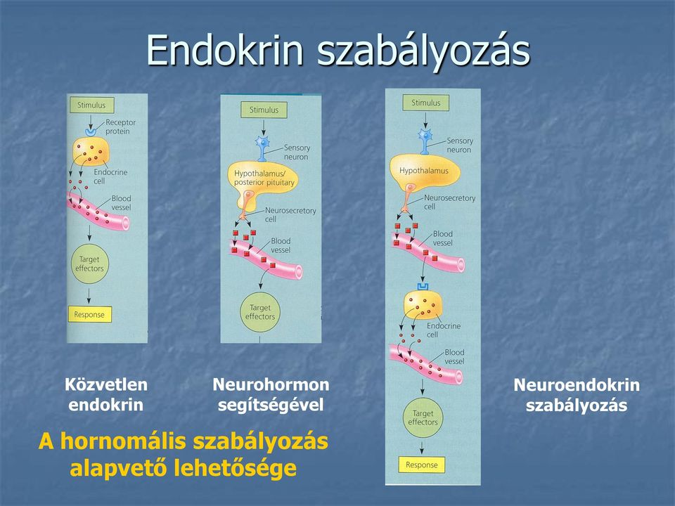 A hornomális szabályozás alapvető