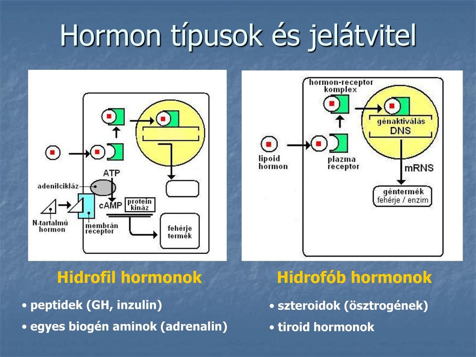 biogén aminok (adrenalin) Hidrofób