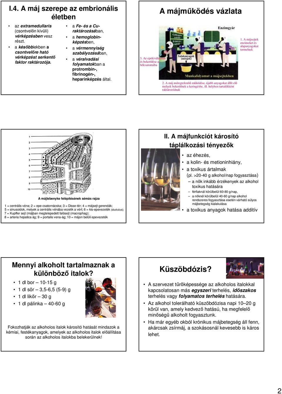 Az epekiválasztás és bekerülése a bélcsatornába 2. A máj méregtelenítő működése, újabb anyagokat állít elő melyek bekerülnek a keringésbe, ill. helyben tartalékként raktározódnak 1.