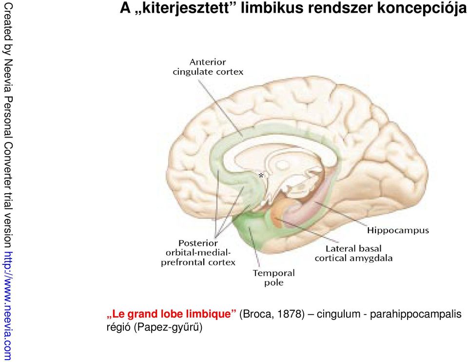 parahippocampalis régió (Papez-gyűrű) Created by