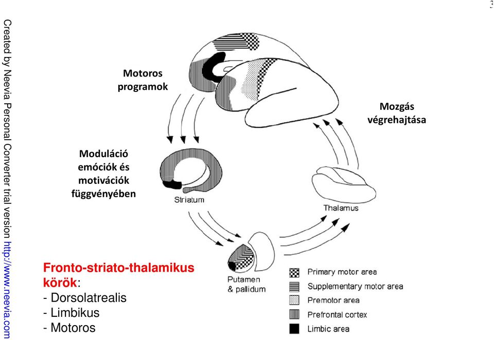 Fronto-striato-thalamikus körök: -