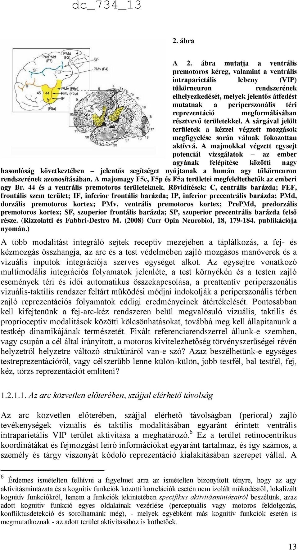 reprezentáció megformálásában résztvevő területekkel. A sárgával jelölt területek a kézzel végzett mozgások megfigyelése során válnak fokozottan aktívvá.