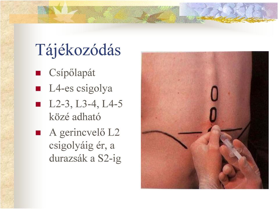közé adható A gerincvelő L2