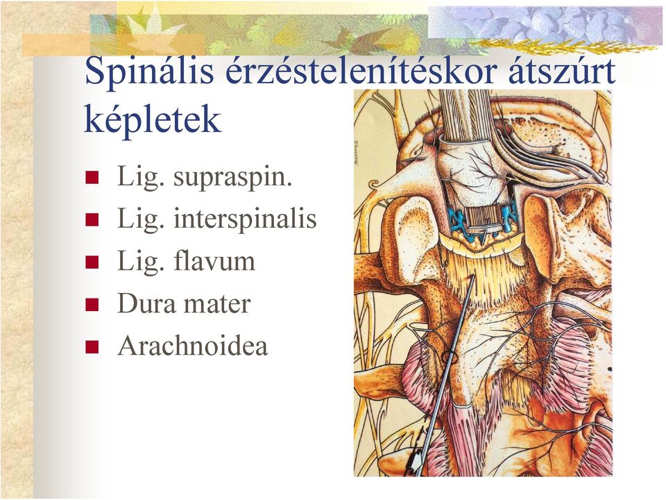 supraspin. Lig.