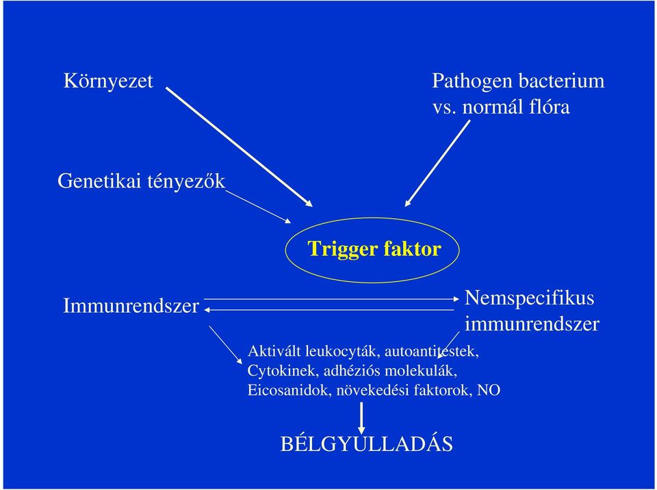 Immunrendszer Aktivált leukocyták, autoantitestek,