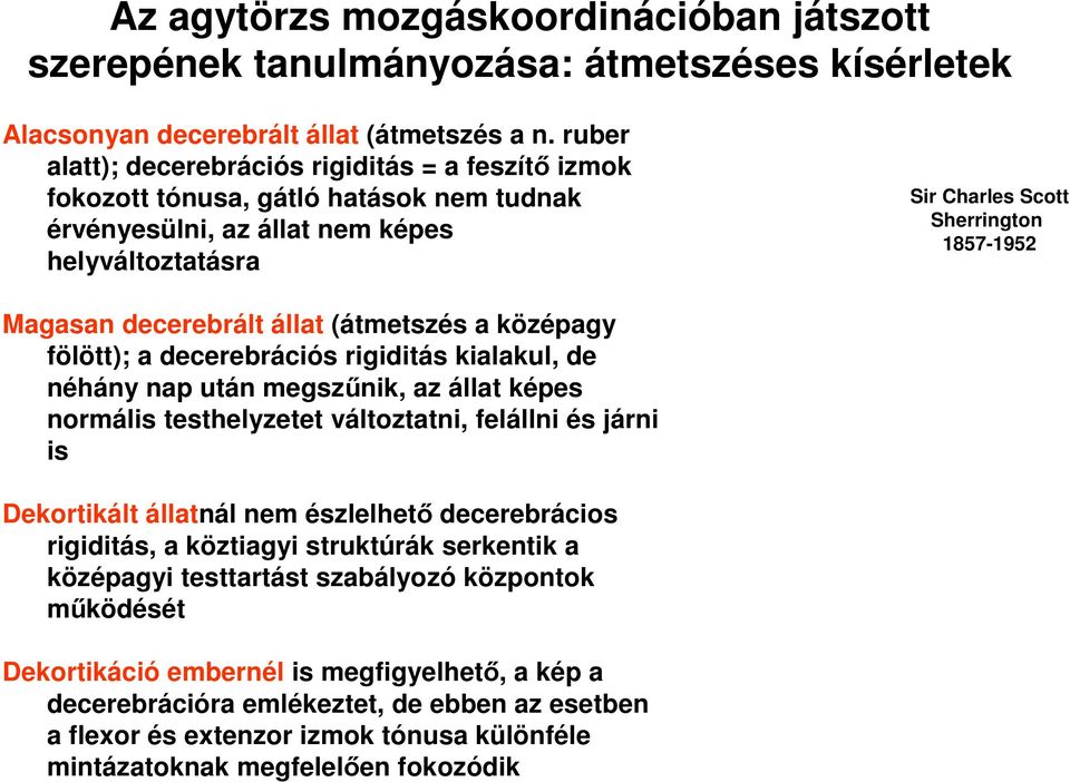 decerebrált állat (átmetszés a középagy fölött); a decerebrációs rigiditás kialakul, de néhány nap után megszűnik, az állat képes normális testhelyzetet változtatni, felállni és járni is Dekortikált