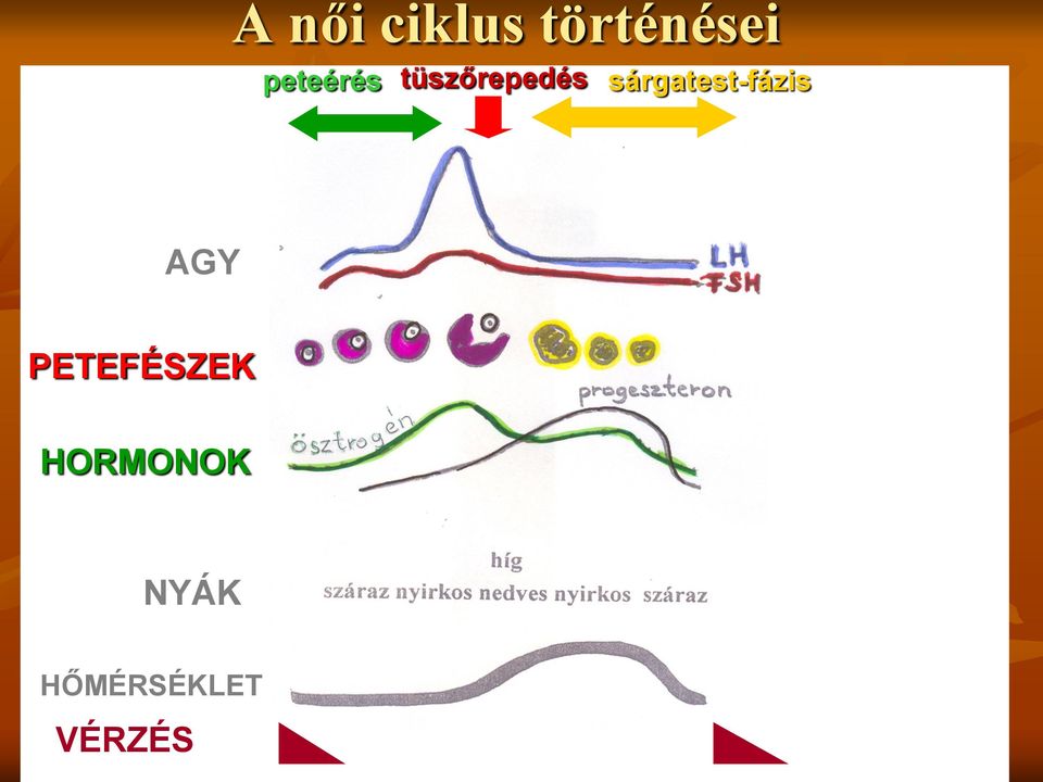sárgatest-fázis AGY PETEFÉSZEK