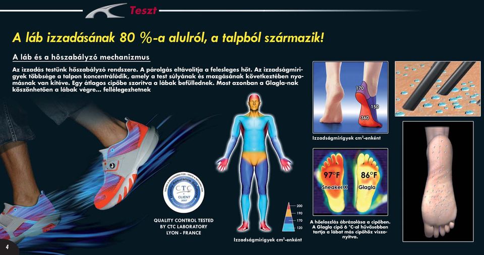 Az izzadságmirigyek többsége a talpon koncentrálódik, amely a test súlyának és mozgásának következtében nyomásnak van kitéve.