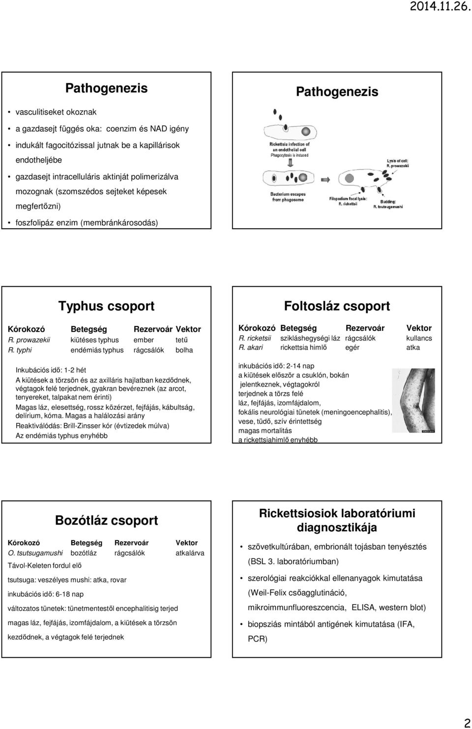 typhi endémiás typhus rágcsálók bolha Inkubációs idő: 1-2 hét A kiütések a törzsön és az axilláris hajlatban kezdődnek, végtagok felé terjednek, gyakran bevéreznek (az arcot, tenyereket, talpakat nem