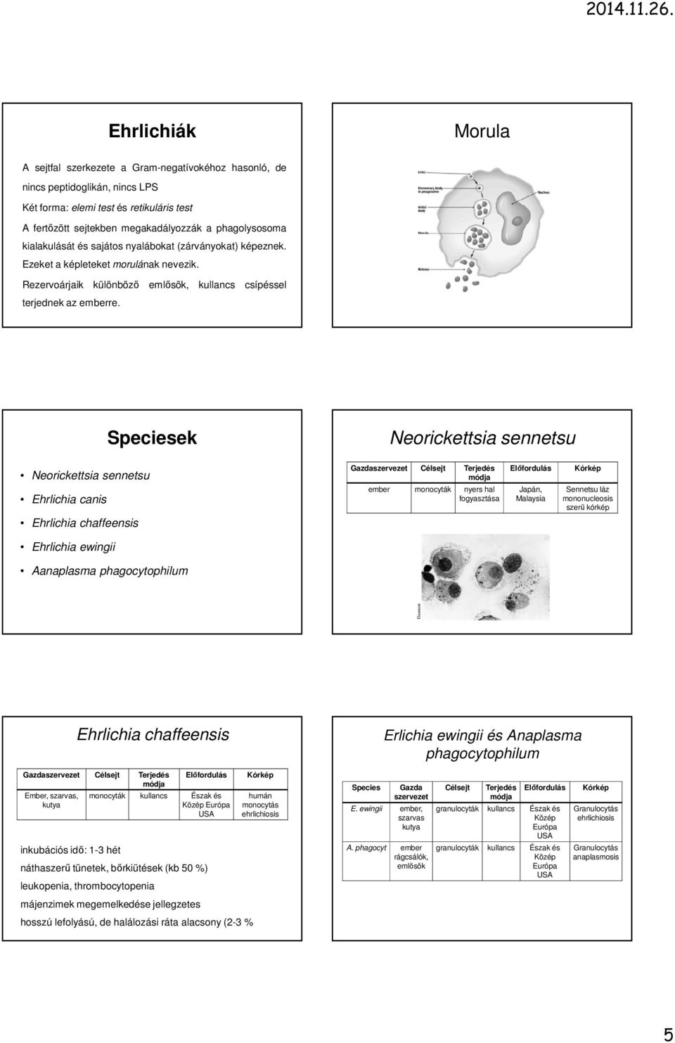 Speciesek Neorickettsia sennetsu Neorickettsia sennetsu Ehrlichia canis Ehrlichia chaffeensis Gazdaszervezet Célsejt Terjedés módja ember monocyták nyers hal fogyasztása Előfordulás Japán, Malaysia