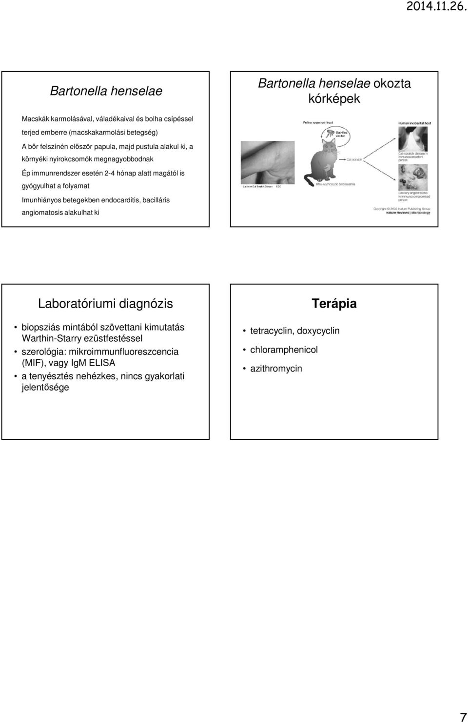 Imunhiányos betegekben endocarditis, bacilláris angiomatosis alakulhat ki Laboratóriumi diagnózis biopsziás mintából szövettani kimutatás Warthin-Starry