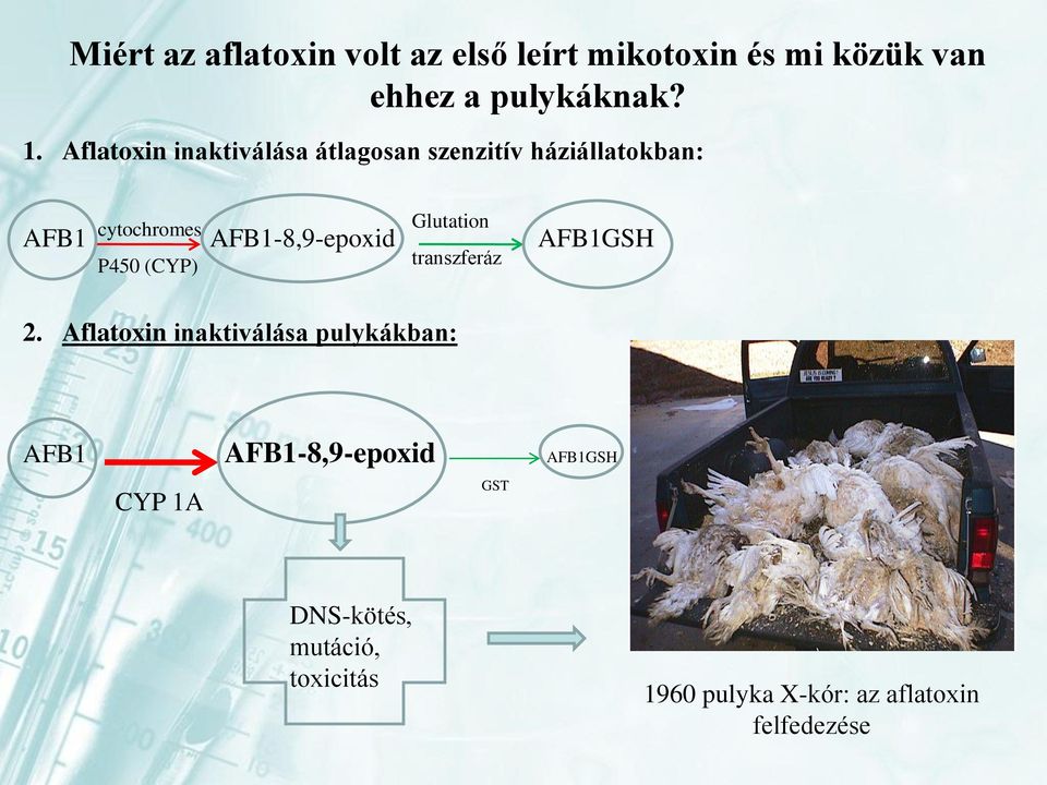 AFB1GSH P450 (CYP) Glutation transzferáz 2.