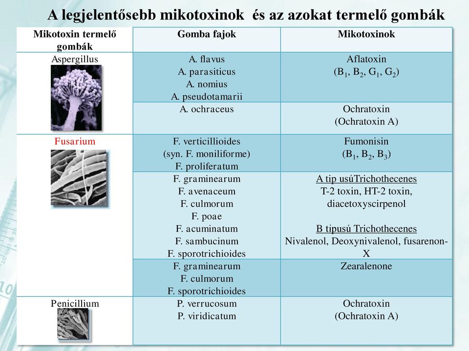 proliferatum F. graminearum F. avenaceum F. culmorum F. poae F. acuminatum F. sambucinum F. sporotrichioides F. graminearum F. culmorum F. sporotrichioides P. verrucosum P.