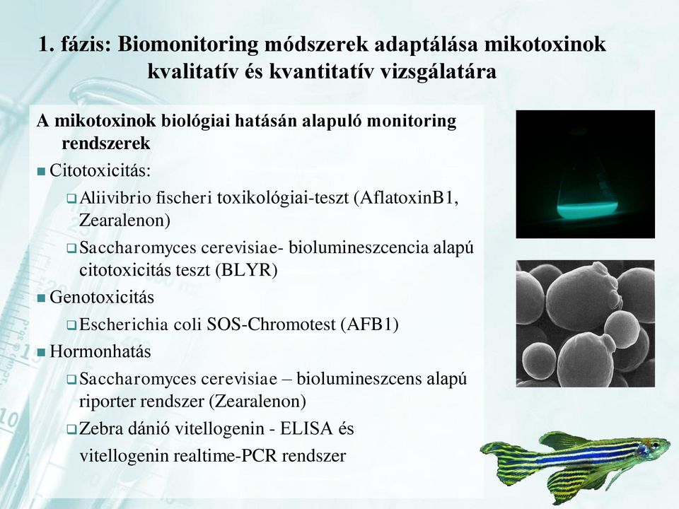 cerevisiae- biolumineszcencia alapú citotoxicitás teszt (BLYR) Genotoxicitás Escherichia coli SOS-Chromotest (AFB1) Hormonhatás