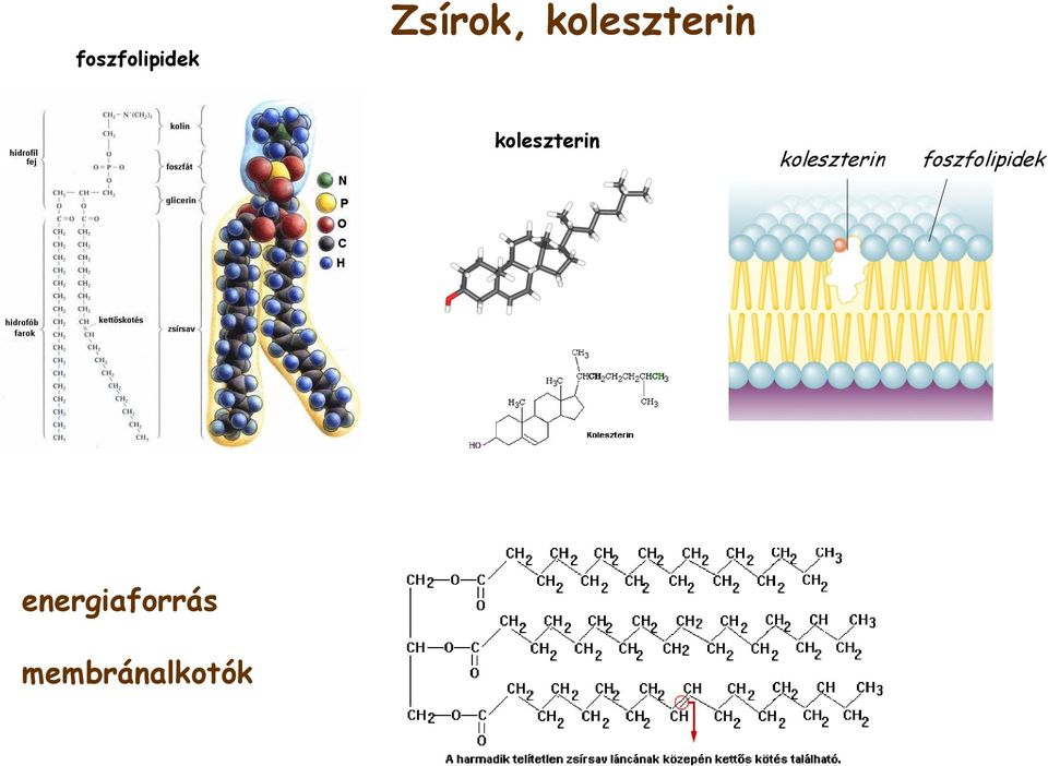 koleszterin