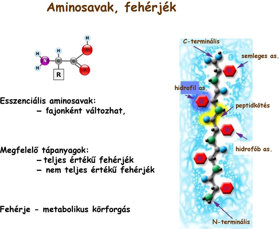 peptidkötés Megfelelő tápanyagok: teljes értékű fehérjék nem