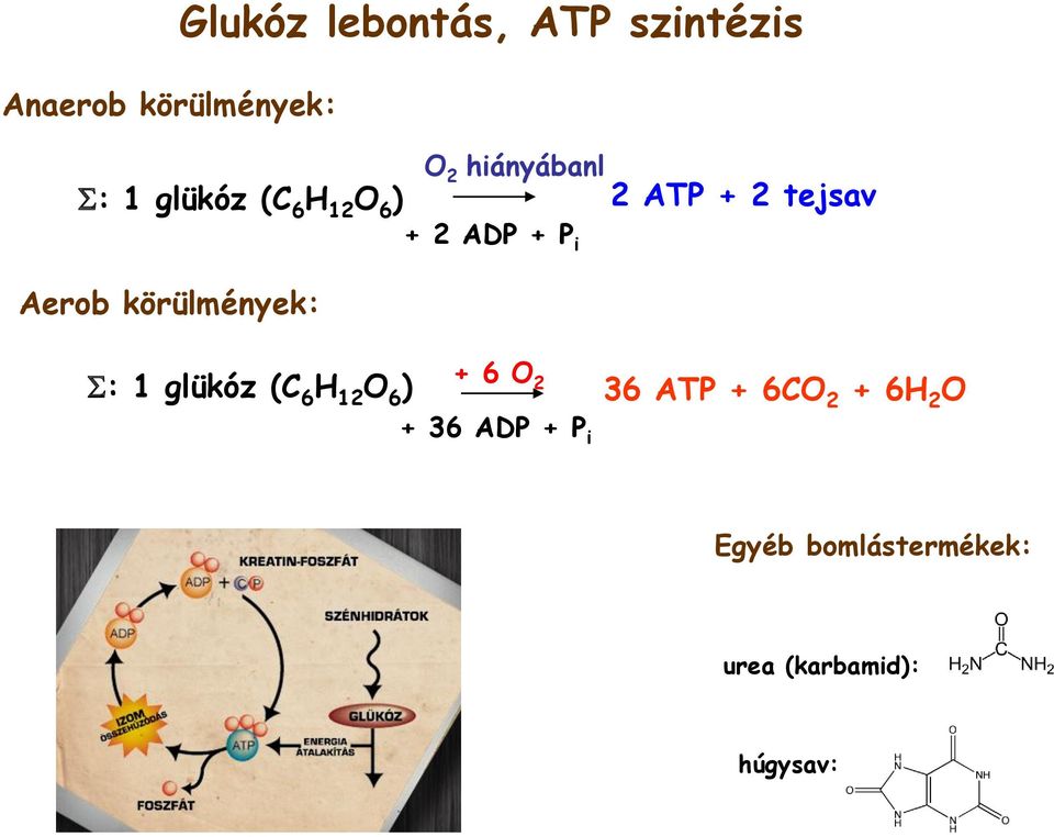 körülmények: + 6 O S: 1 glükóz (C 6 H 12 O 6 ) 2 36 ATP + 6CO 2 +