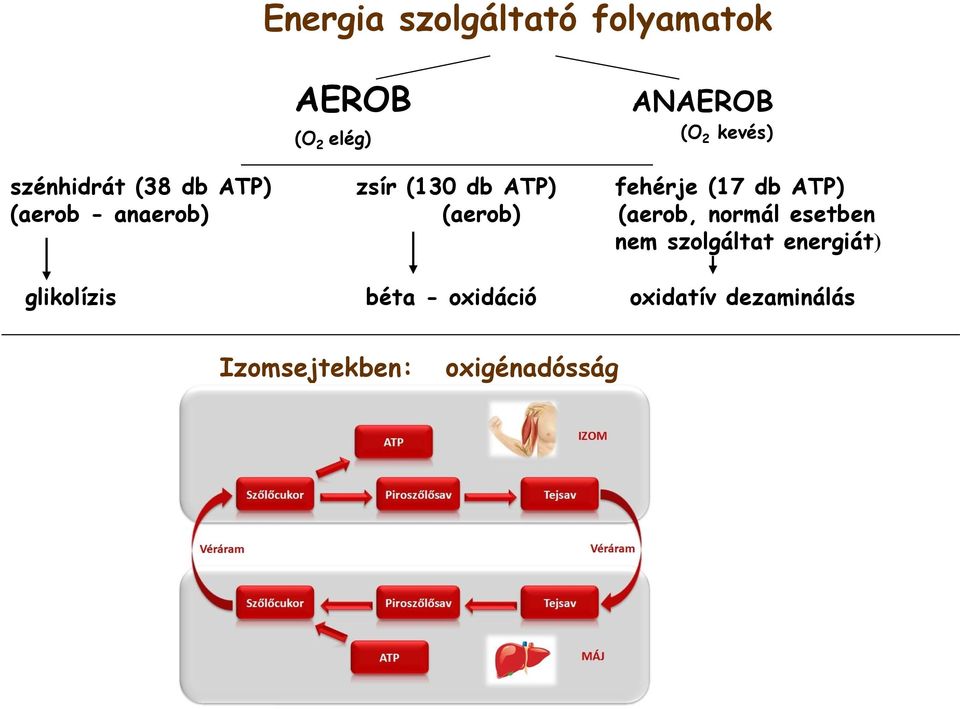 anaerob) (aerob) (aerob, normál esetben nem szolgáltat energiát)